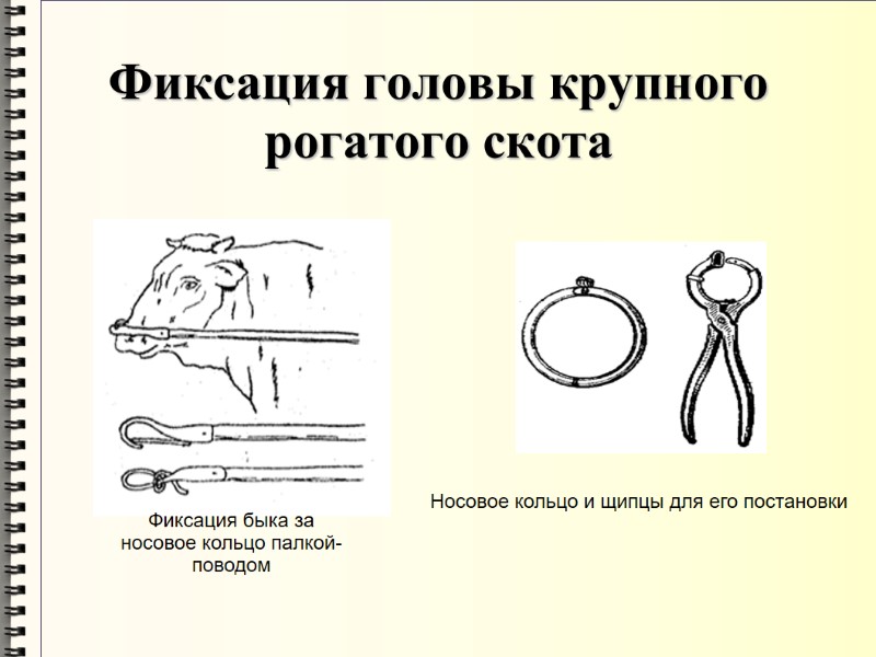 Фиксация головы крупного рогатого скота Фиксация быка за носовое кольцо палкой-поводом  Носовое кольцо